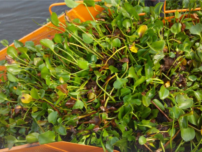 Автоматическая система очистки воды / Судно для сбора водных сорняков / Лодка-скиммер для мусора